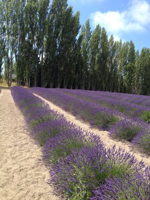 I liked the juxtaposition of the upright poplars and the...